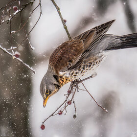 ����. ��������. �������, �������...