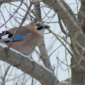 ����. �����. �����