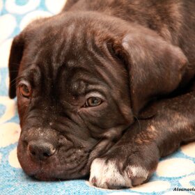 ����. ���� ��������. ������ �� ����.