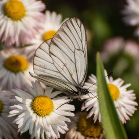 ����. ���� ��������. �������