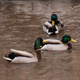 ����� ���� ��������. �����