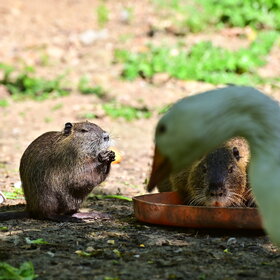 ����. ���� ��������. ������ � ����