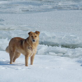 ����. ���������. ����� �� �� ������ �����