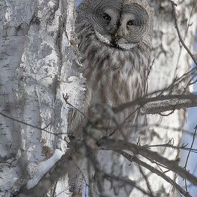 ����. Strix nebulosa. ��������� �������