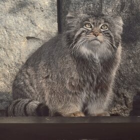 ����. ������. ����� ������