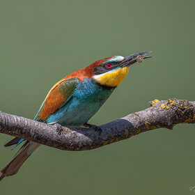 ����. ���������. ����� �� �������