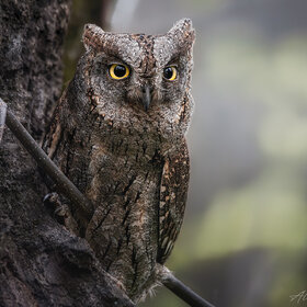 ����. Otus scops. ��������� � �������