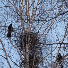 ����. ���� ��������. �����