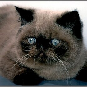 ����. ���� ��������. ������� ����������� �����.