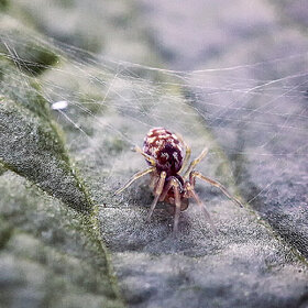 ����. ���� ��������. ������