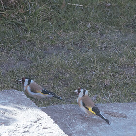 ����. ���� ��������. ��������,