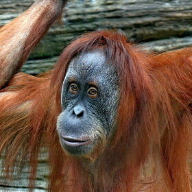 Суматранский орангутан.