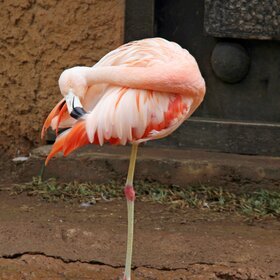 ����� ������� �������...