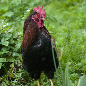 ����. ���� ��������. �����