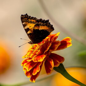 ����. ���� ��������. �������