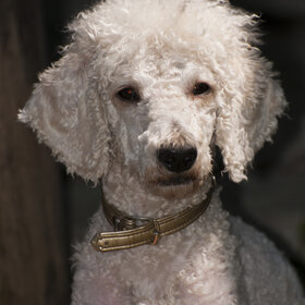 ����� ���� ��������. �������� ��������