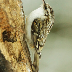 ����. �����. ������