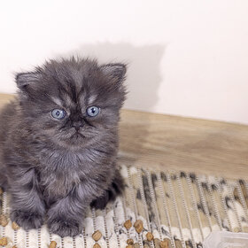   . Tabby .