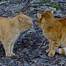 ����. ��������. ��������� ��������