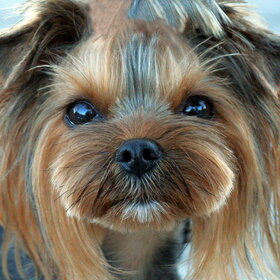 ����� ���� ��������. ����������� ������.