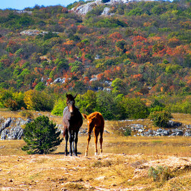 Крымское плато и кони