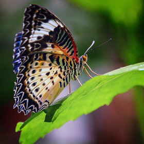 ����. �����. *****