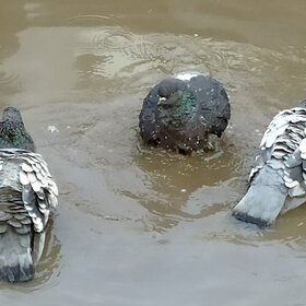 ����. �����. �����