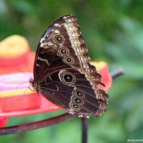 ������� ���������� ���-���-���-���...