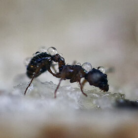 ����� ���� ��������. ������� - �������