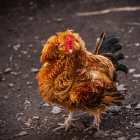 ���� ��������