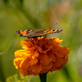 ����. ���� ��������. �������