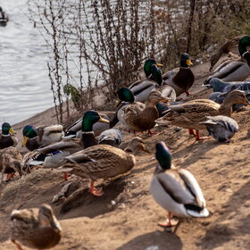 ����� ���� ��������. �����