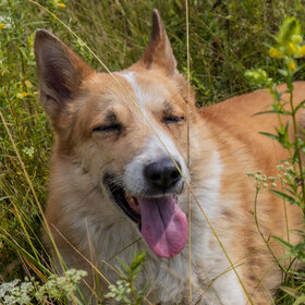 ������ ���� ��������. �������� (7)