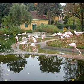 Фламинго. Венский зоопарк.