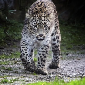 ����. ��������. ������� � ��� ���