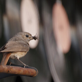 ����. ���� ��������. �����