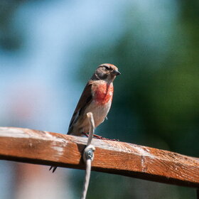 ����. �����. �����