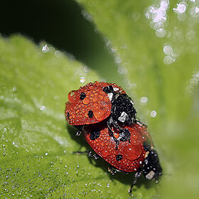 ����. ���������. ��������