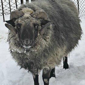 ����. ���� ��������. � ������ ����