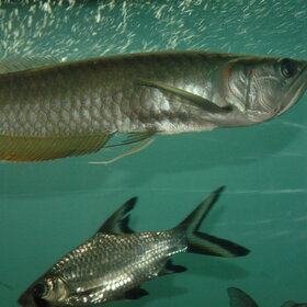 ����� ���� ��������. ����� ���