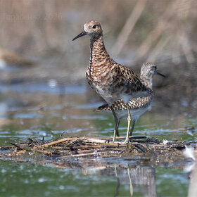 ����. Calidris pugnax. ��������