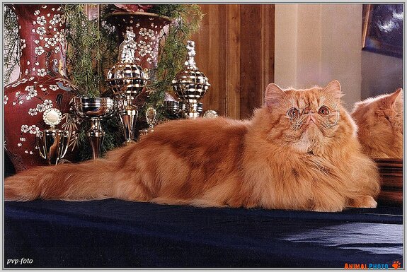 ���� ���. ����� ��������.