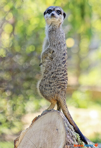 ���� ���. ������ �� �����