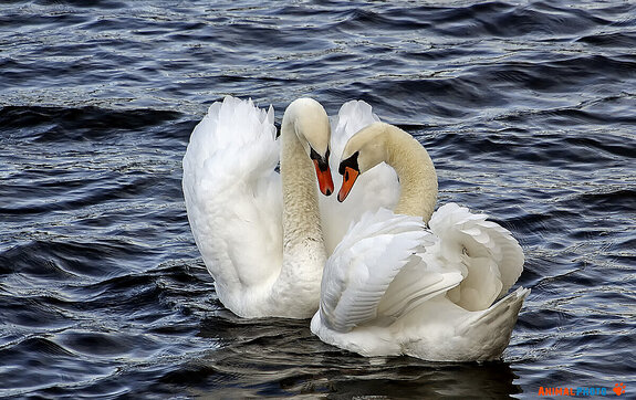 ���� ���. ���� ���������� ����