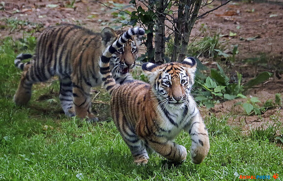 ���� ���. �������