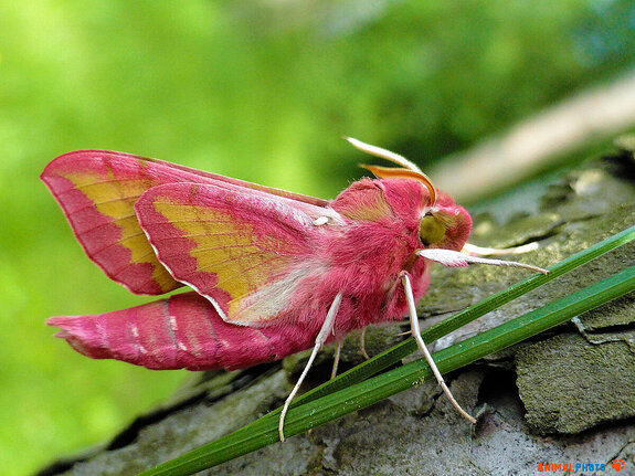 ���� ���. ������ �������