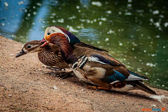 ���� ���. *