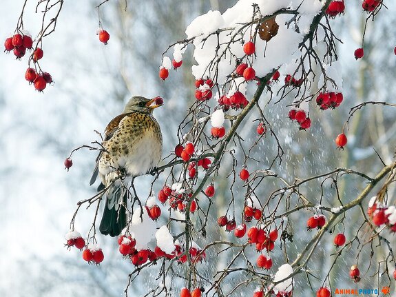 ���� ���. �� �����