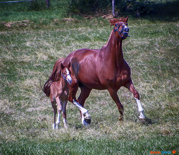 ���� ���. �� ����