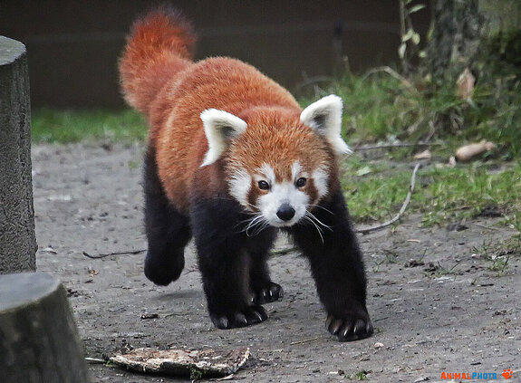 ���� ���. ����� �����